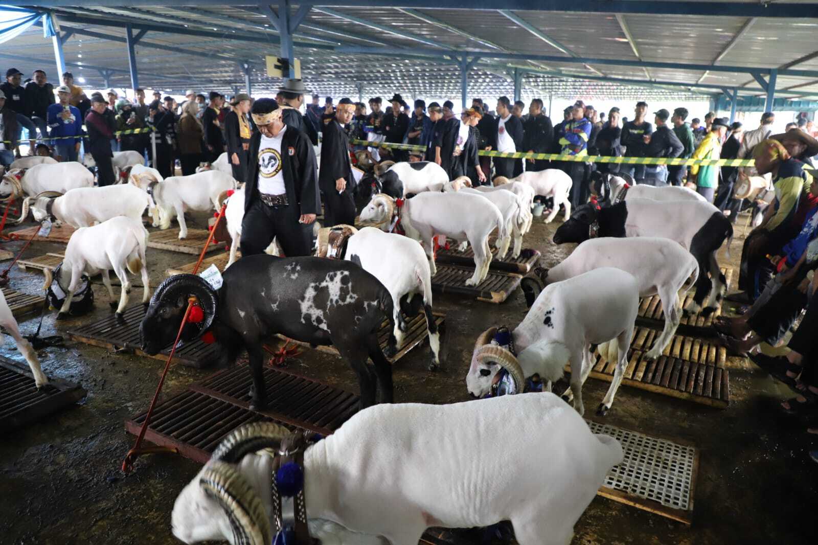 Kontes 210 Domba Garut Bantu Kendalikan Inflasi Pertumbuhan Ekonomi